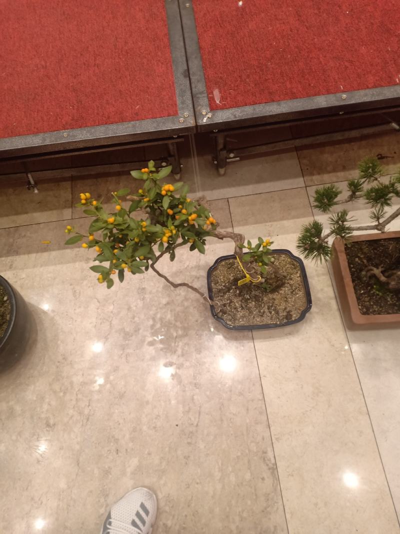 热搜金豆。金豆生庄，熟桩，大量出售，批发，价格便宜，浙江