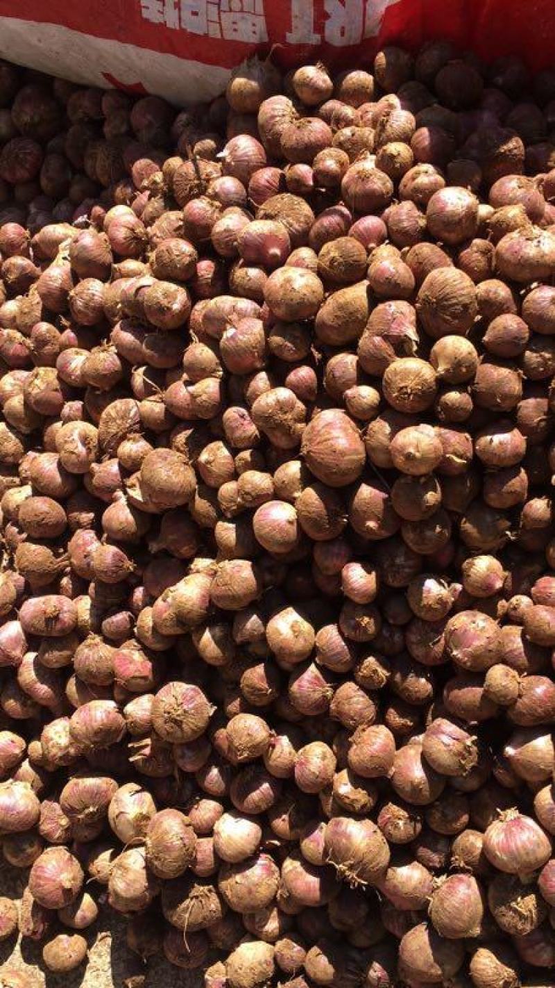 云南大理早熟蒜大量上市有需要的市场老板电商