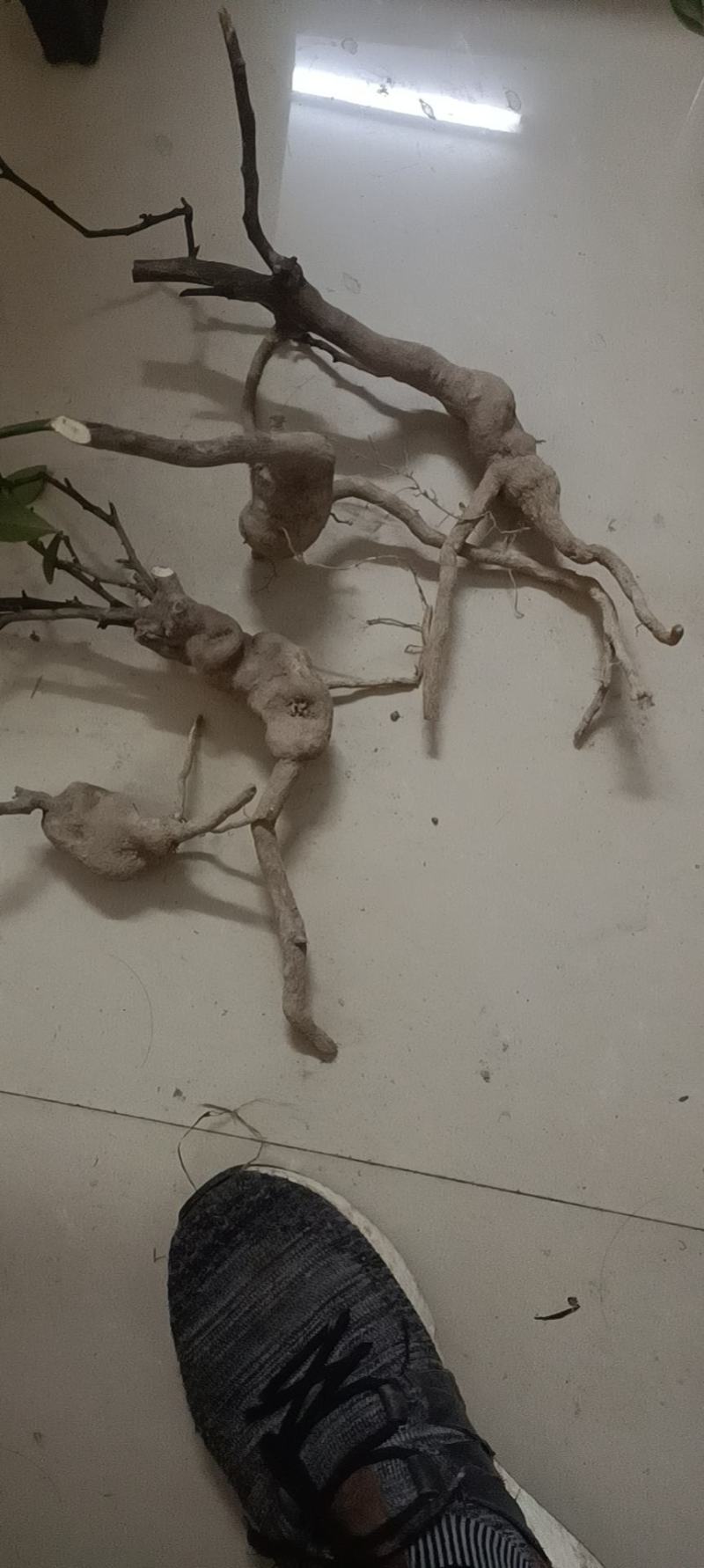 热搜金豆。金豆生庄，熟桩，大量出售，批发，价格便宜，浙江