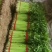 芹菜小香芹玻璃脆大量上市质量很好价格不高需要的联系