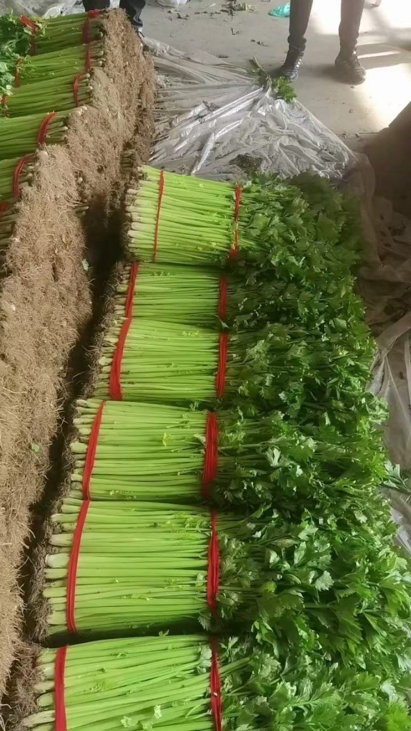 芹菜小香芹玻璃脆大量上市质量很好价格不高需要的联系