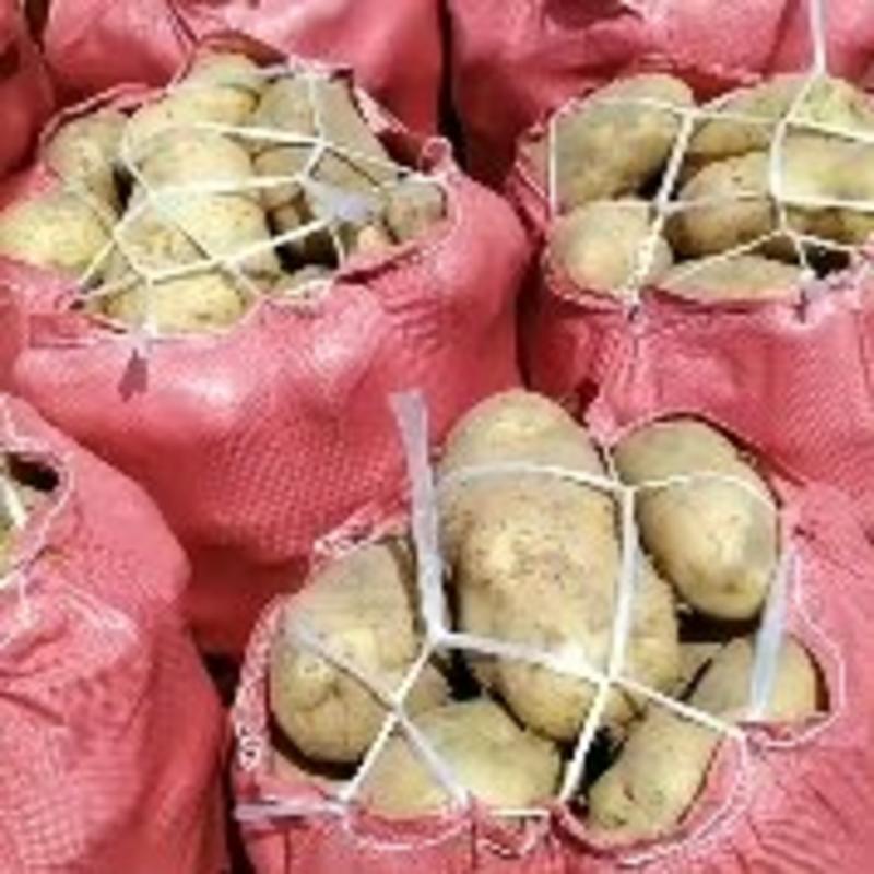 土豆产地直供应，马铃薯大量供应，量大从优