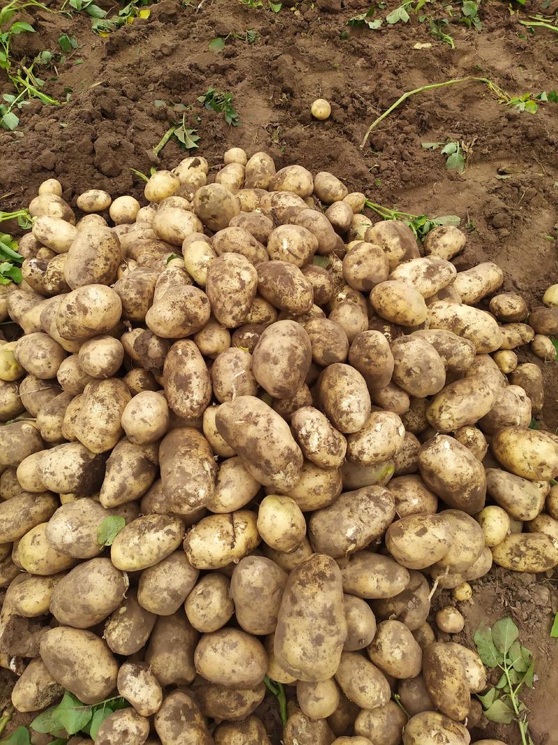 土豆产地直供应，马铃薯大量供应，量大从优
