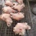 熟牛头肉厂家真空包装质量保证可以加工二斤包装