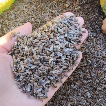 【优选商家】关苍术种子，白茬子苍术种子，质量保证，芽率高