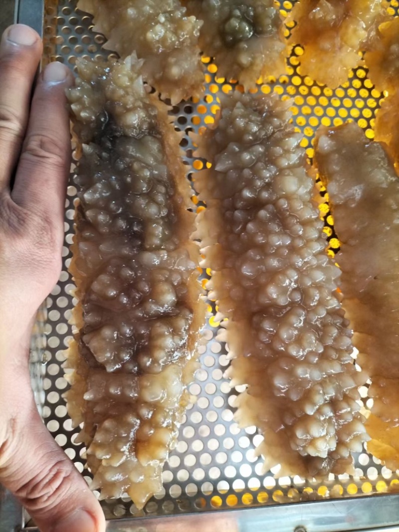 北部湾新鲜速冻黄玉参
