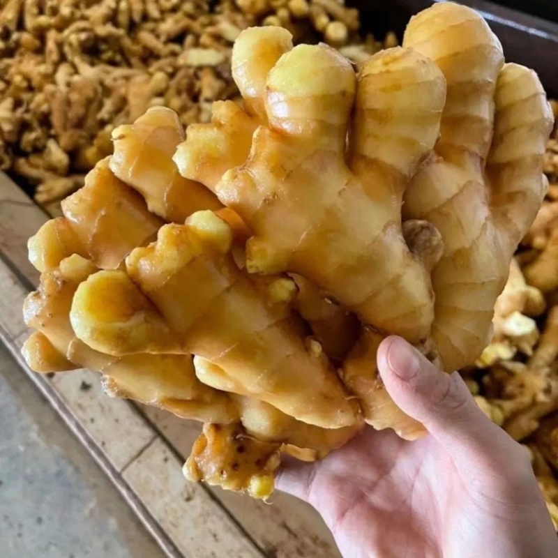 福建（风干姜/沙土姜/水洗姜）【诚信经营～坏烂包赔】