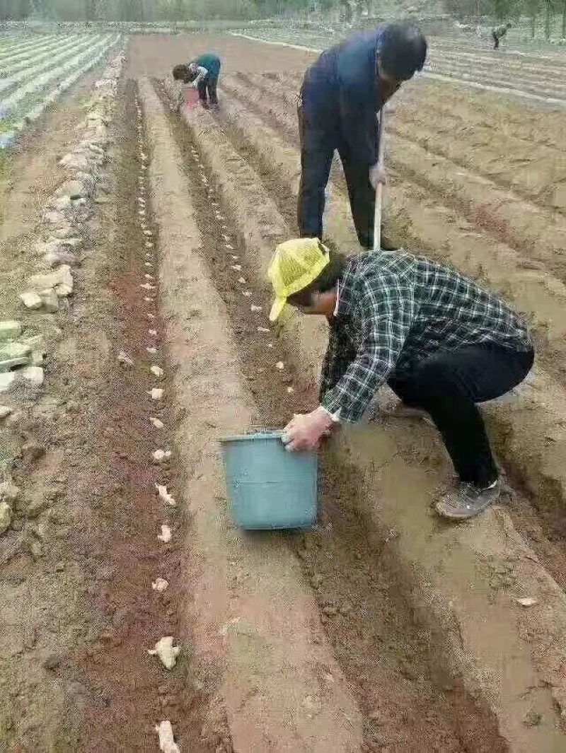 福建（风干姜/沙土姜/水洗姜）【诚信经营～坏烂包赔】