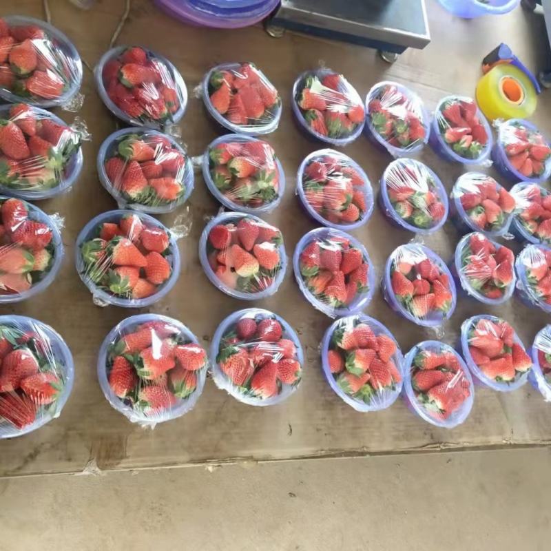 运城奶油草莓上市，基地直供，大量供应草莓框架子，质量优