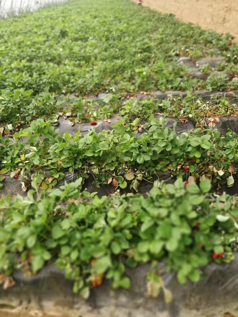 运城奶油草莓上市，基地直供，大量供应草莓框架子，质量优