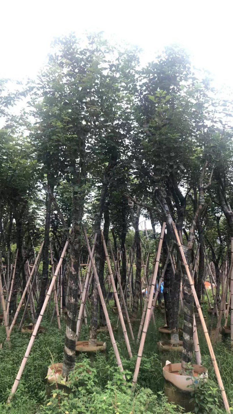 5-15公分黄花风铃木巴西风铃木伊蓓树