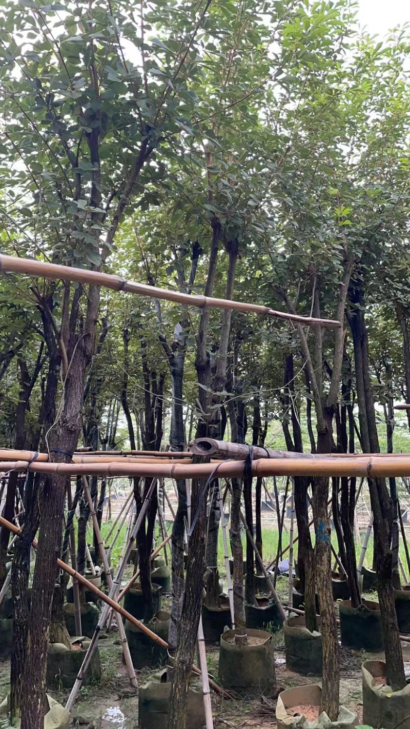 5-15公分黄花风铃木巴西风铃木伊蓓树