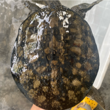 外塘冷水池精品黑花黄花青花甲鱼仿野花公鱼脚鱼团鱼水鱼
