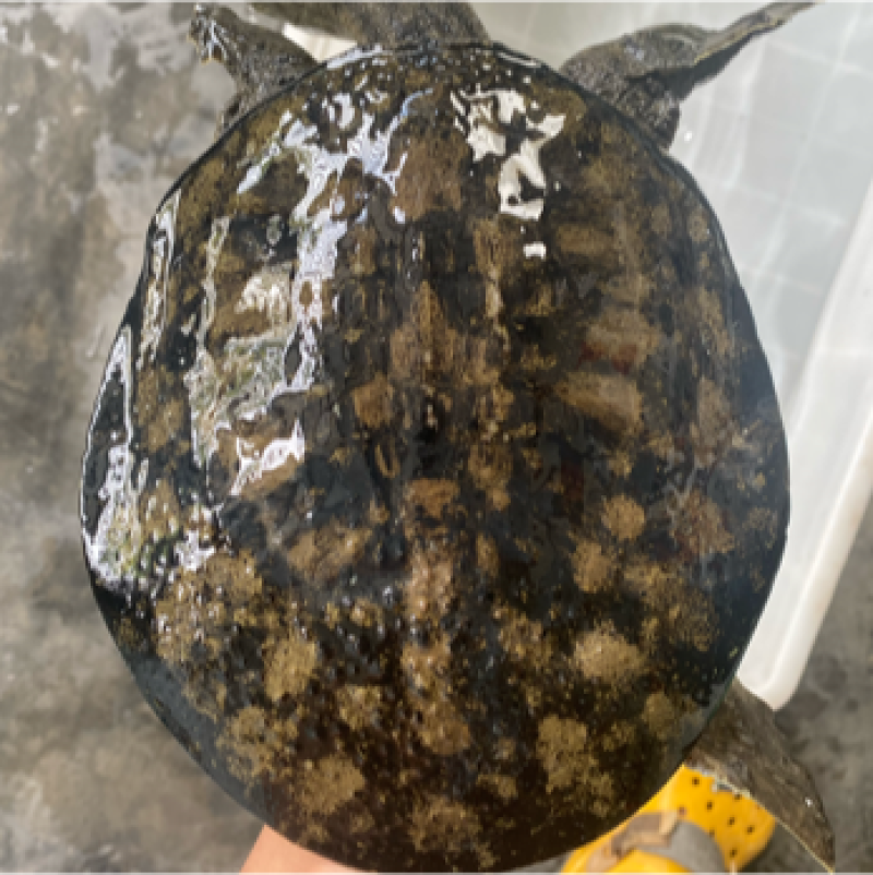 外塘冷水池精品黑花黄花青花甲鱼仿野花公鱼脚鱼团鱼水鱼