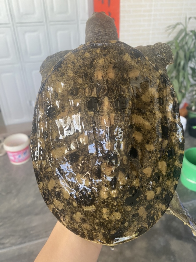 外塘冷水池精品黑花黄花青花甲鱼仿野花公鱼脚鱼团鱼水鱼