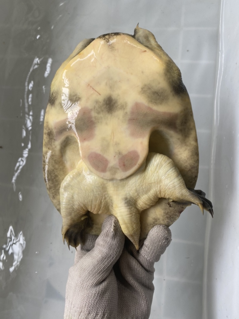 外塘冷水池精品黑花黄花青花甲鱼仿野花公鱼脚鱼团鱼水鱼