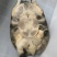 外塘冷水池精品黑花黄花青花甲鱼仿野花公鱼脚鱼团鱼水鱼
