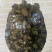 外塘冷水池精品黑花黄花青花甲鱼仿野花公鱼脚鱼团鱼水鱼