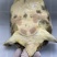 外塘冷水池精品黑花黄花青花甲鱼仿野花公鱼脚鱼团鱼水鱼
