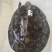 外塘冷水池精品黑花黄花青花甲鱼仿野花公鱼脚鱼团鱼水鱼
