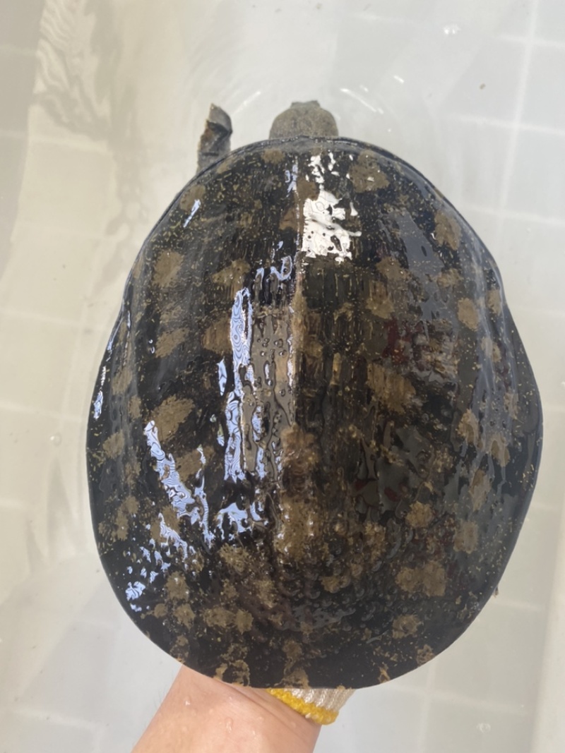 外塘冷水池精品黑花黄花青花甲鱼仿野花公鱼脚鱼团鱼水鱼