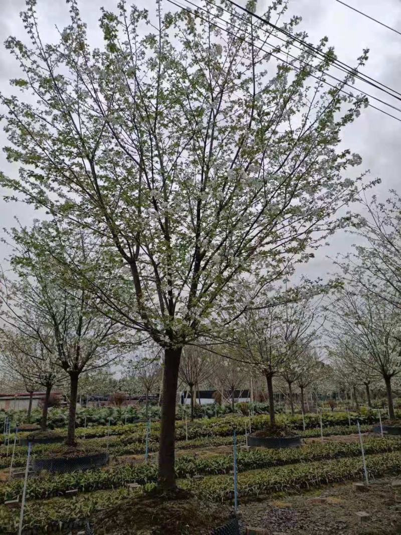 早樱，东京樱花，四川早樱基地出售，成都早樱批发价格
