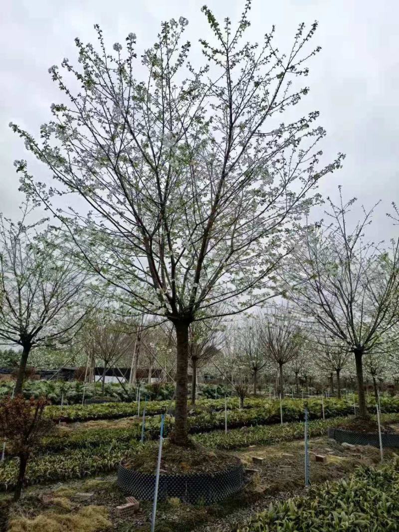 早樱，东京樱花，四川早樱基地出售，成都早樱批发价格