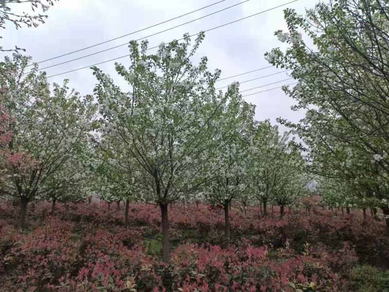 早樱，东京樱花，四川早樱基地出售，成都早樱批发价格