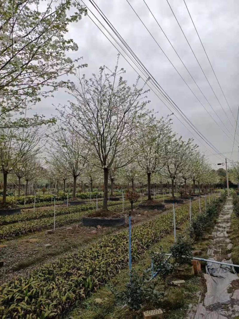 早樱，东京樱花，四川早樱基地出售，成都早樱批发价格