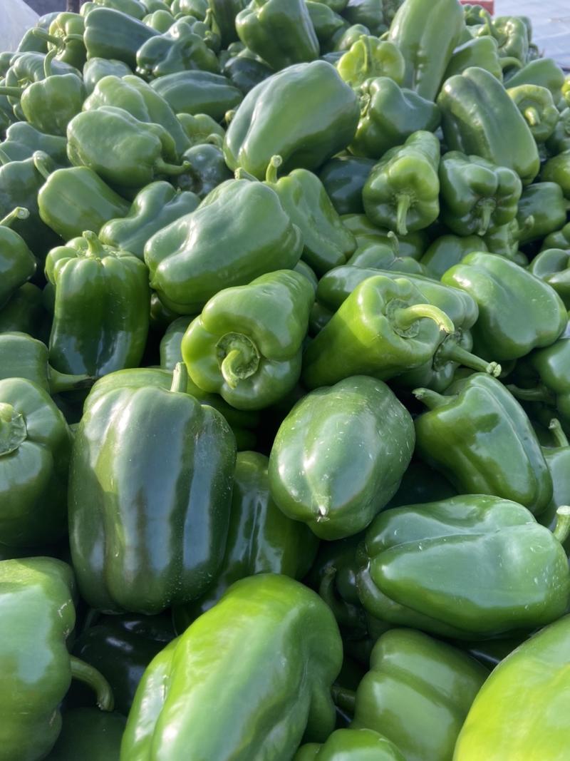 山东莘县蔬菜产地，大量太空椒上市中，一二三级大量有货。