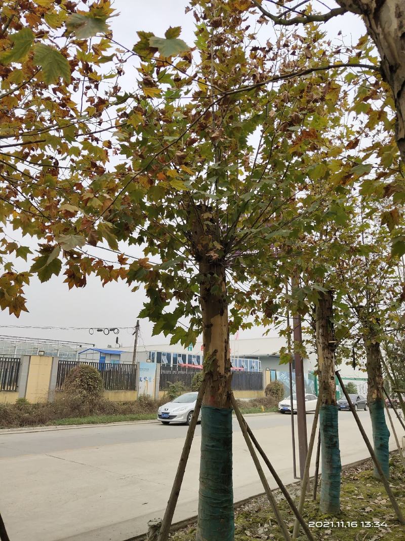 法国梧桐，悬铃木，四川梧桐基地出售，成都梧桐批发价格
