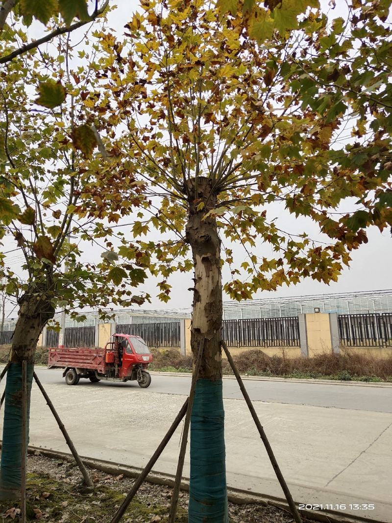 法国梧桐，悬铃木，四川梧桐基地出售，成都梧桐批发价格