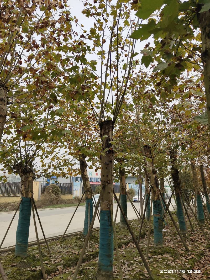 法国梧桐，悬铃木，四川梧桐基地出售，成都梧桐批发价格