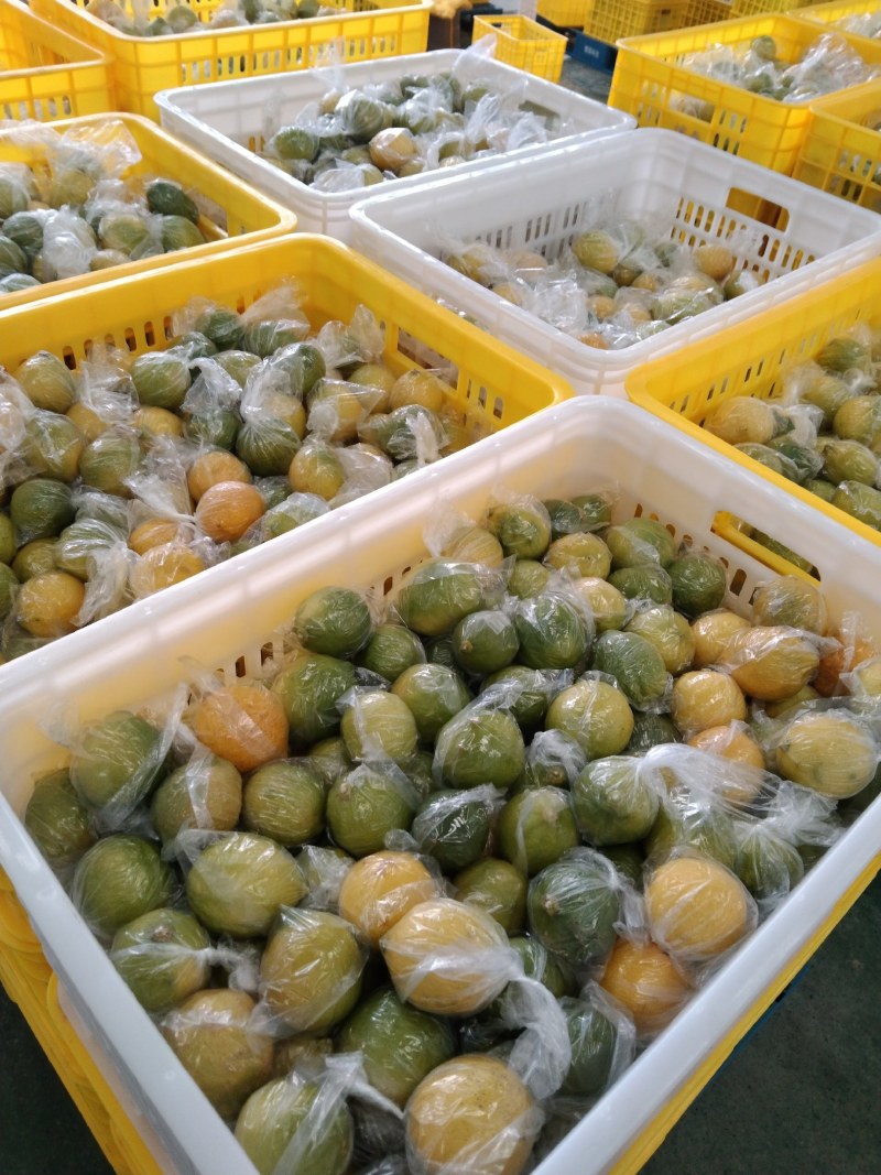 潼南柠檬，一年四季有货，量大的来，价格面议，