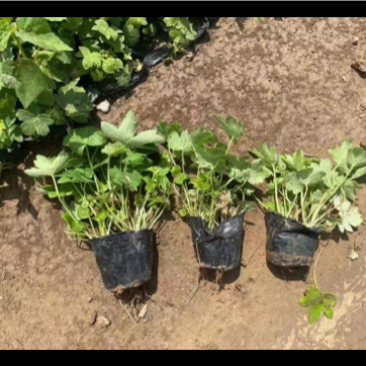 大花飞燕草，一手货源，草花基地，大量供应