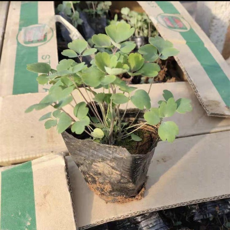 大花飞燕草，一手货源，草花基地，大量供应