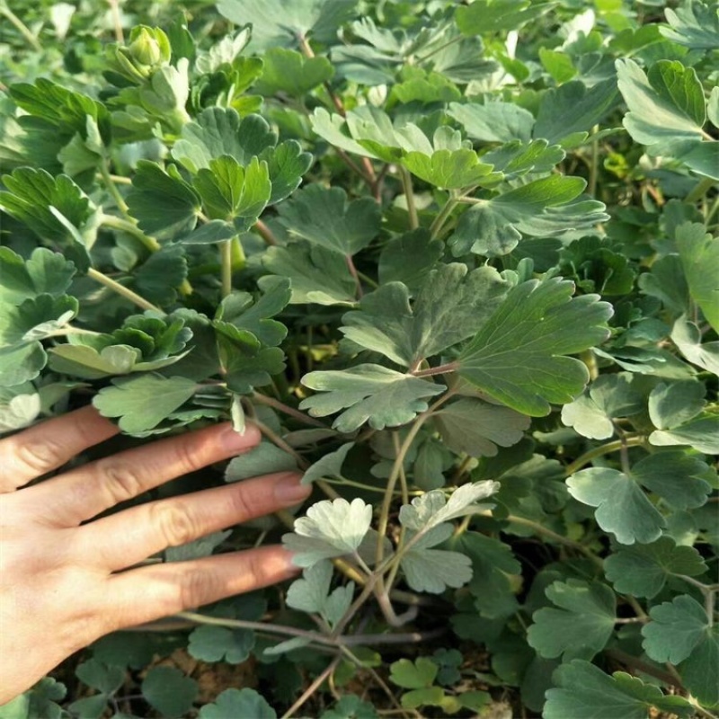 大花飞燕草，一手货源，草花基地，大量供应