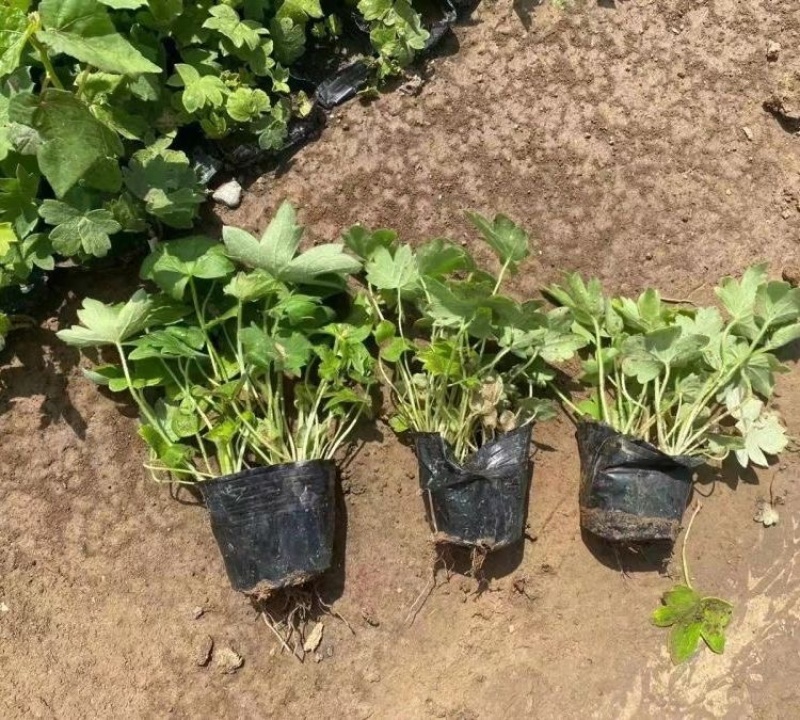 大花飞燕草，一手货源，草花基地，大量供应