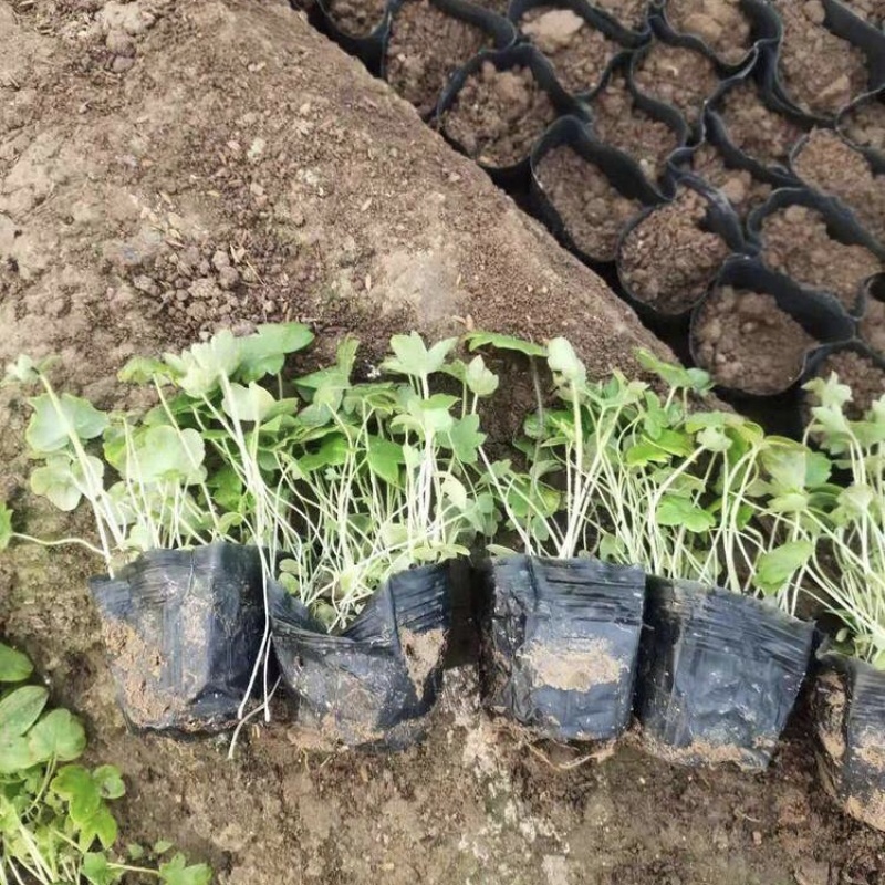 大花飞燕草，一手货源，草花基地，大量供应