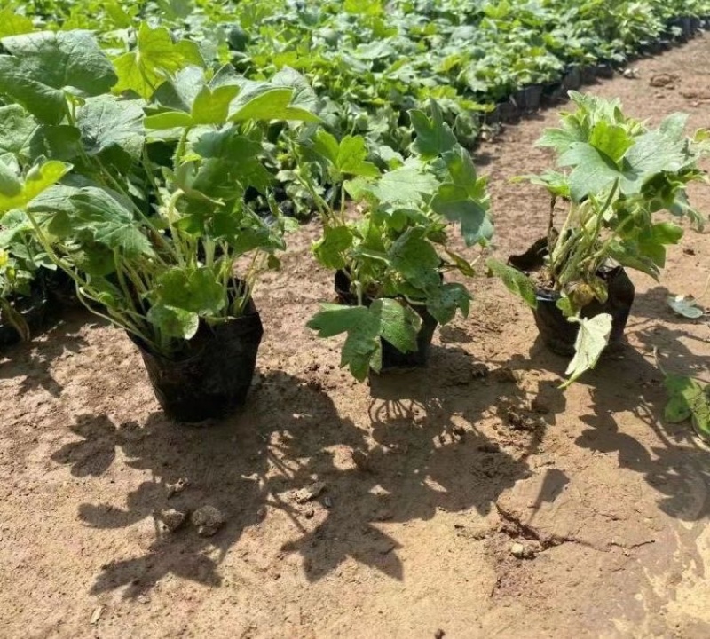 大花飞燕草，一手货源，草花基地，大量供应