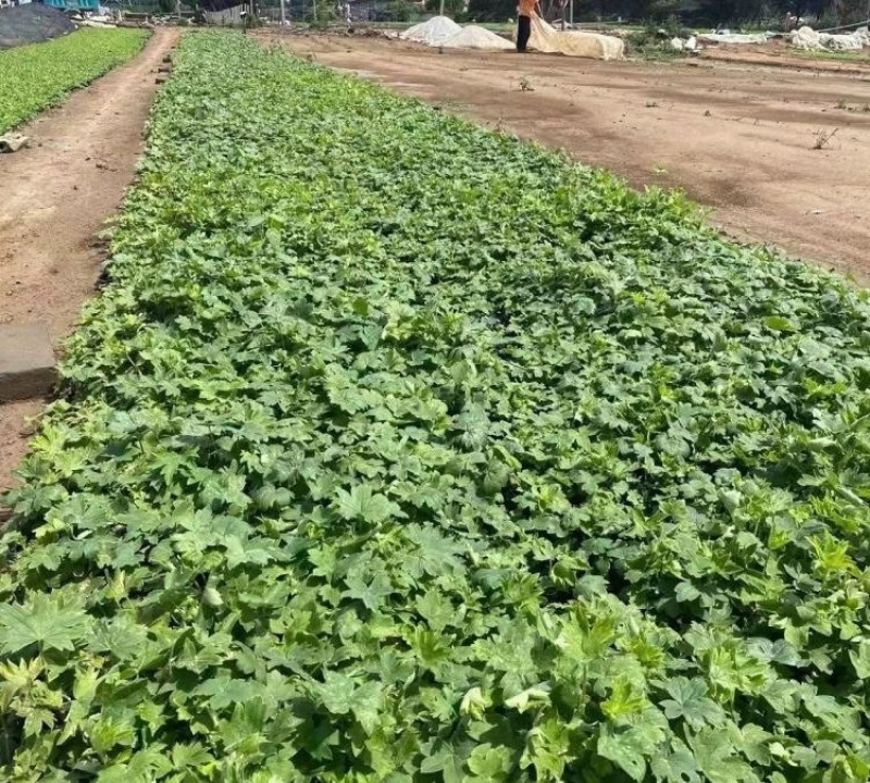 大花飞燕草，一手货源，草花基地，大量供应