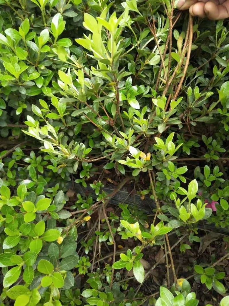 夏鹃，杜鹃花，四川夏鹃基地出售，成都夏鹃批发价格