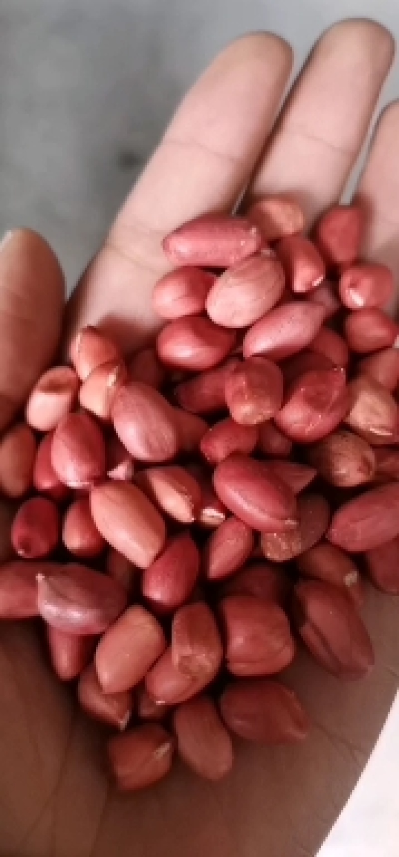四粒红，红皮花生米，颗粒饱满，颜色红，各种规格，吉林
