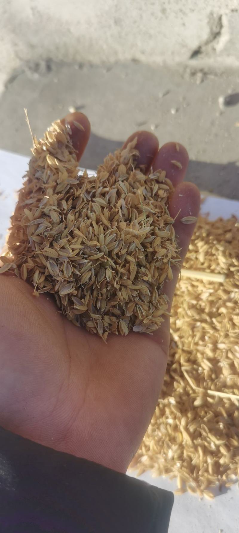 厂家直发稻壳酿酒用稻壳，填充稻壳饲料稻壳