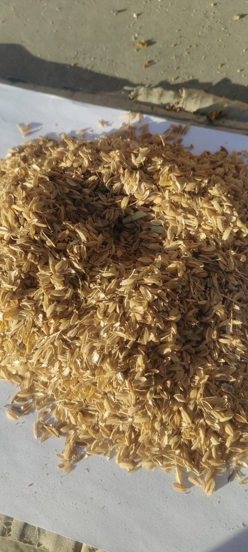 厂家直发稻壳酿酒用稻壳，填充稻壳饲料稻壳