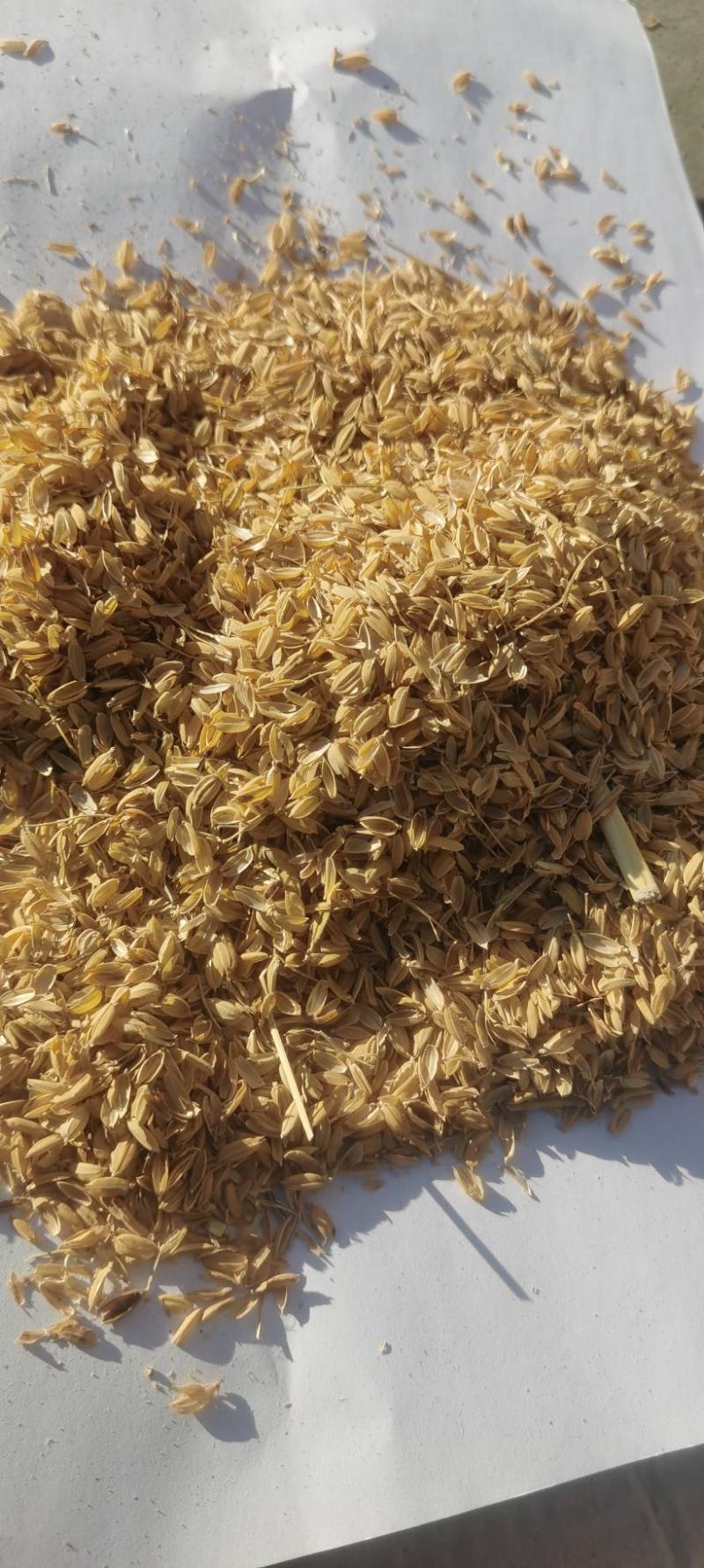 厂家直发稻壳酿酒用稻壳，填充稻壳饲料稻壳
