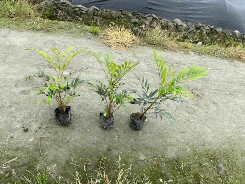 细叶十大功劳，木黄连，四川成都十大功劳基地出售批发价格