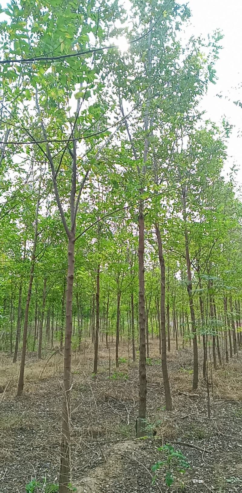 刺槐（白花槐），8公分至15公分，精品量大