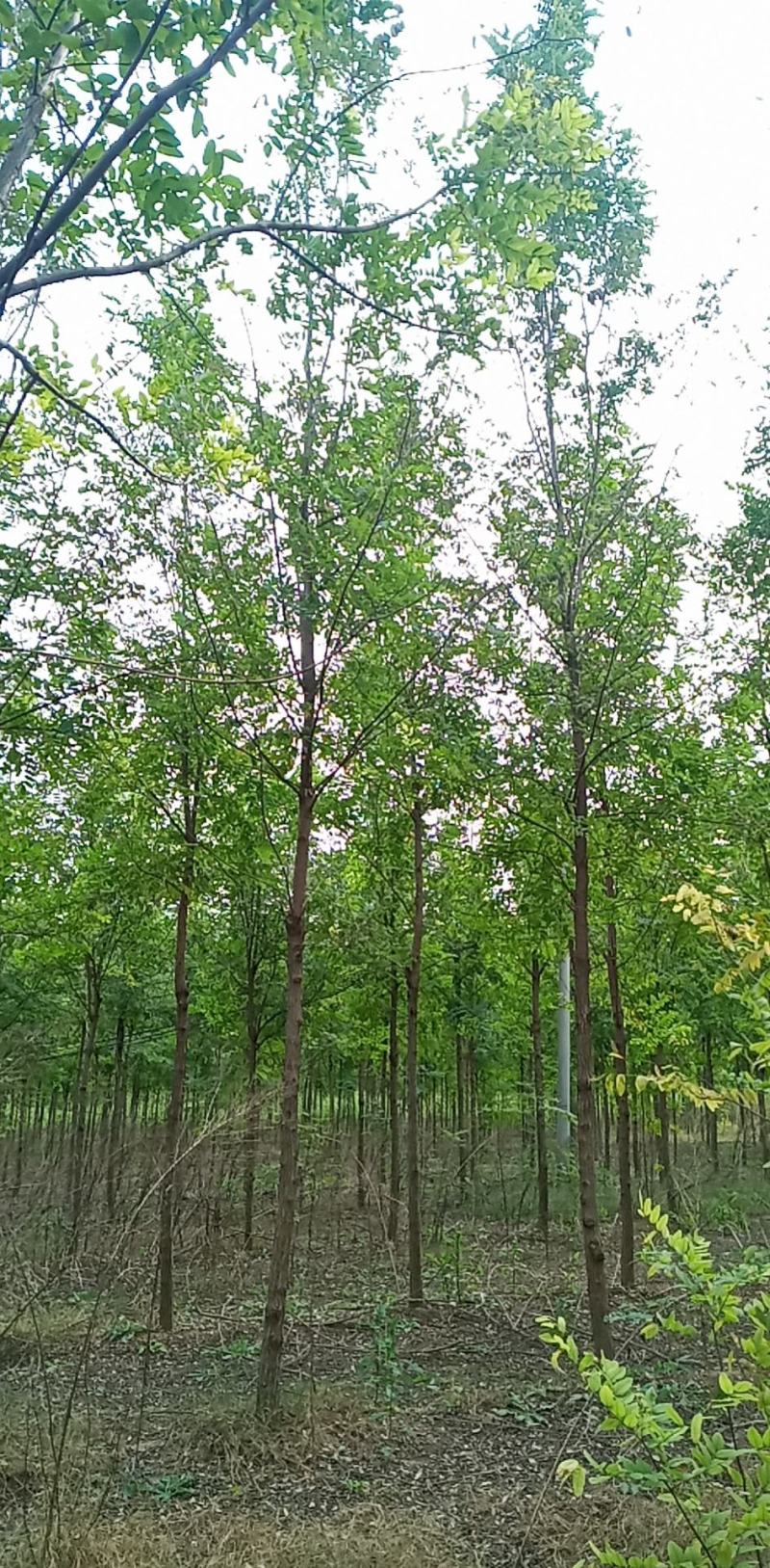刺槐（白花槐），8公分至15公分，精品量大