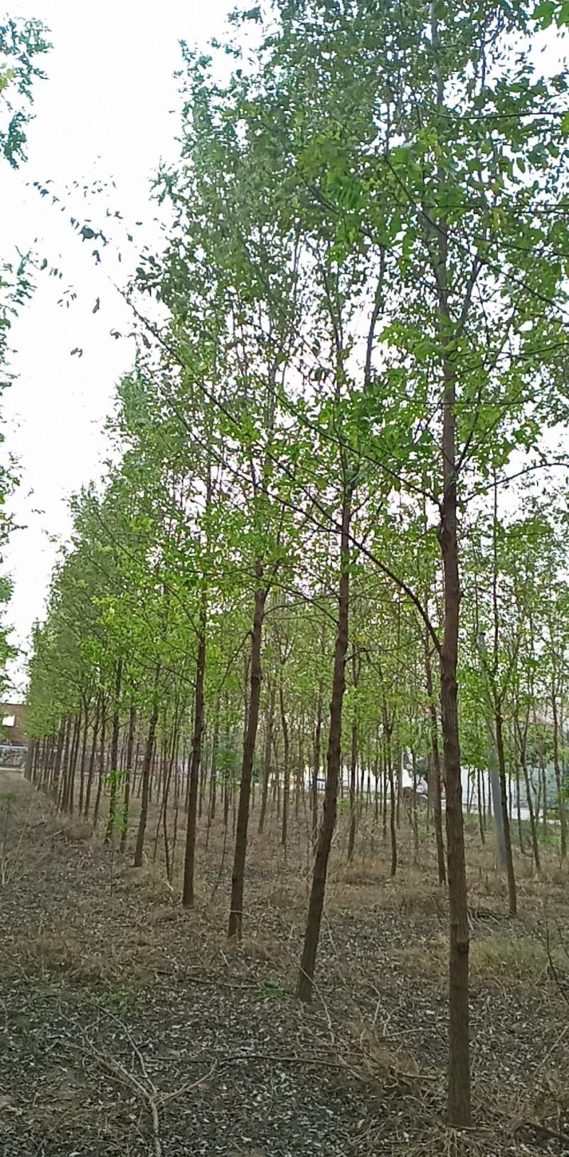 刺槐（白花槐），8公分至15公分，精品量大
